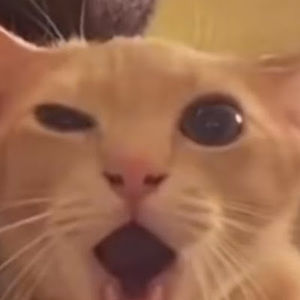 Meet your Posher, Uno reverse